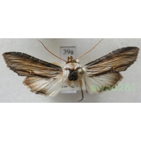 Cucullia lychnitis (Rambur, 1833) male Kapturnica firletówka Czech39a